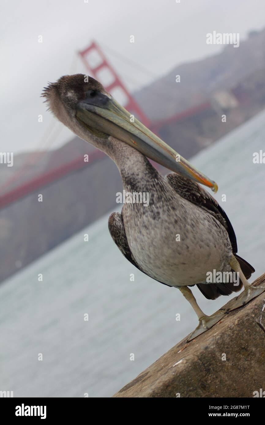 Pélican adulte capturé sous le Golden Gate Bridge Banque D'Images