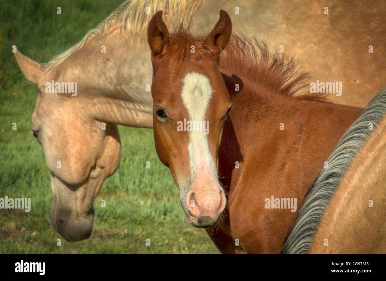 American Quarter Horses dans un ranch du comté de Gunnison, au Colorado. Palominos, sarrasins, duns, mares grises et de couleur sorrel, mousses et étalon. Banque D'Images