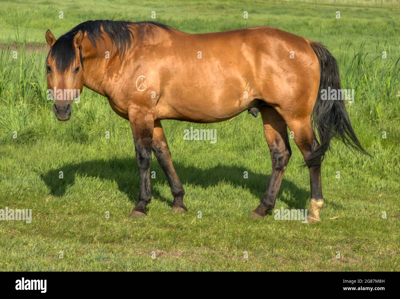 American Quarter Horses dans un ranch du comté de Gunnison, au Colorado. Palominos, sarrasins, duns, mares grises et de couleur sorrel, mousses et étalon. Banque D'Images