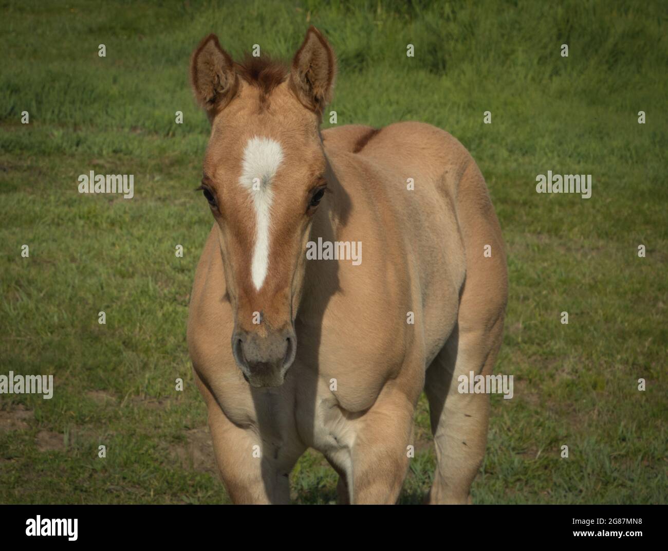 American Quarter Horses dans un ranch du comté de Gunnison, au Colorado. Palominos, sarrasins, duns, mares grises et de couleur sorrel, mousses et étalon. Banque D'Images