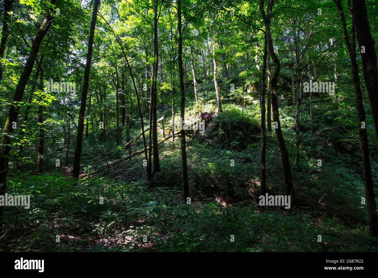 Vue depuis Cedar Sink Trail, parc national de Mammoth Cave, Kentucky Banque D'Images