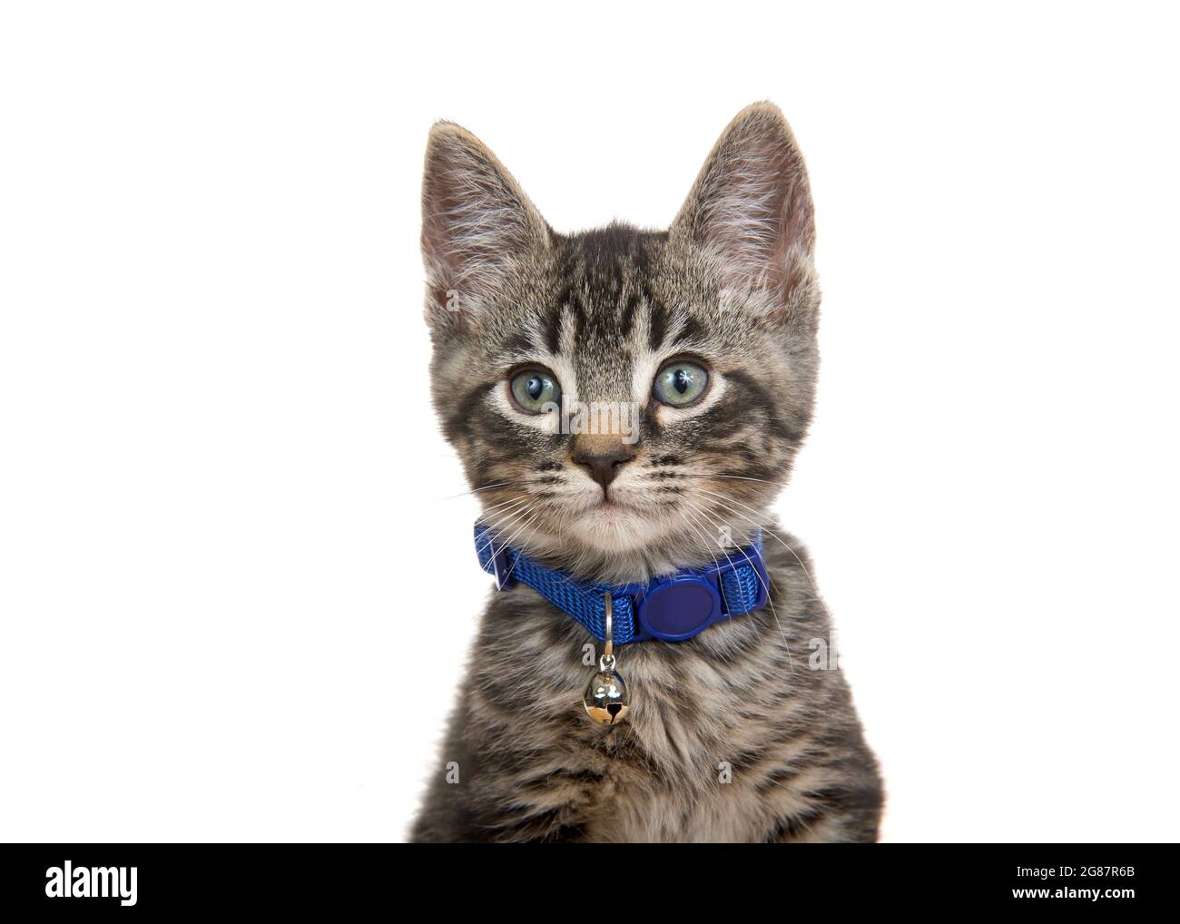 Portrait d'un adorable chaton gris, noir et marron portant un col bleu avec une cloche regardant le spectateur. Isolé sur blanc. Banque D'Images