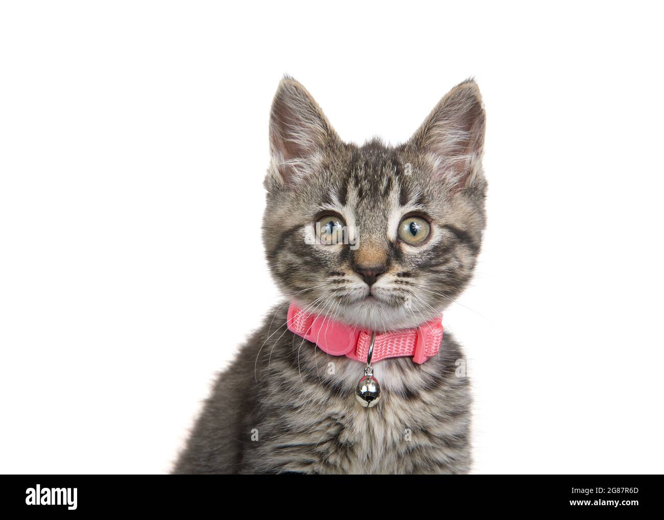 Portrait d'un adorable chaton gris, noir et marron portant un collier rose  avec une cloche regardant le spectateur. Isolé sur blanc Photo Stock - Alamy