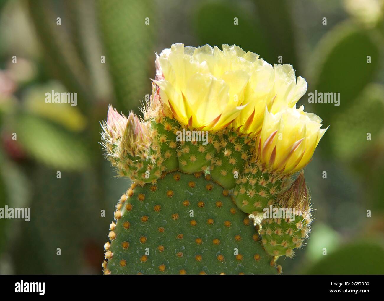 Vue sur le profil de Prickly Pear cactus fruit avec fleur jaune vif. Banque D'Images