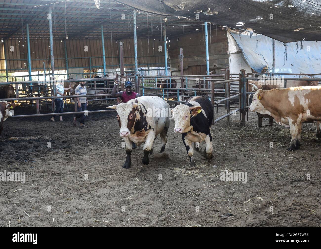 Gaza, Palestine. 17 juillet 2021. Les vaches vues sur un marché du bétail devant Eid al-Adha.les musulmans du monde entier célèbrent Eid al-Adha en visitant les tombes de leurs proches et en abattant des moutons, des chèvres, des vaches et des chameaux en mémoire de la volonté du prophète Ibrahim de sacrifier son fils Ismail par l'ordre de Dieu. (Photo de Mahmoud Issa/SOPA Images/Sipa USA) crédit: SIPA USA/Alay Live News Banque D'Images