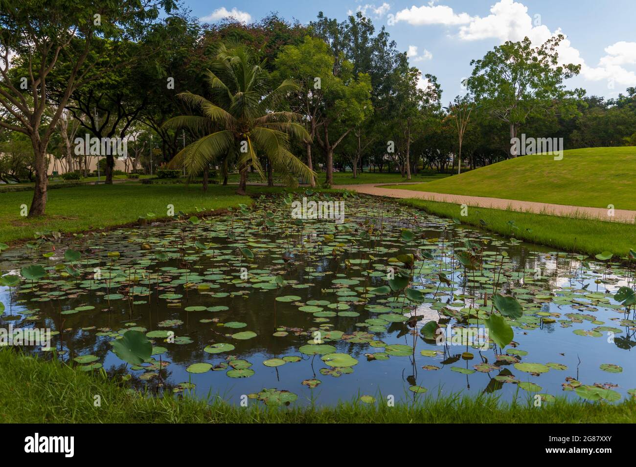 Une belle photo d'un étang avec des nénuphars au milieu d'un parc au Vietnam Banque D'Images
