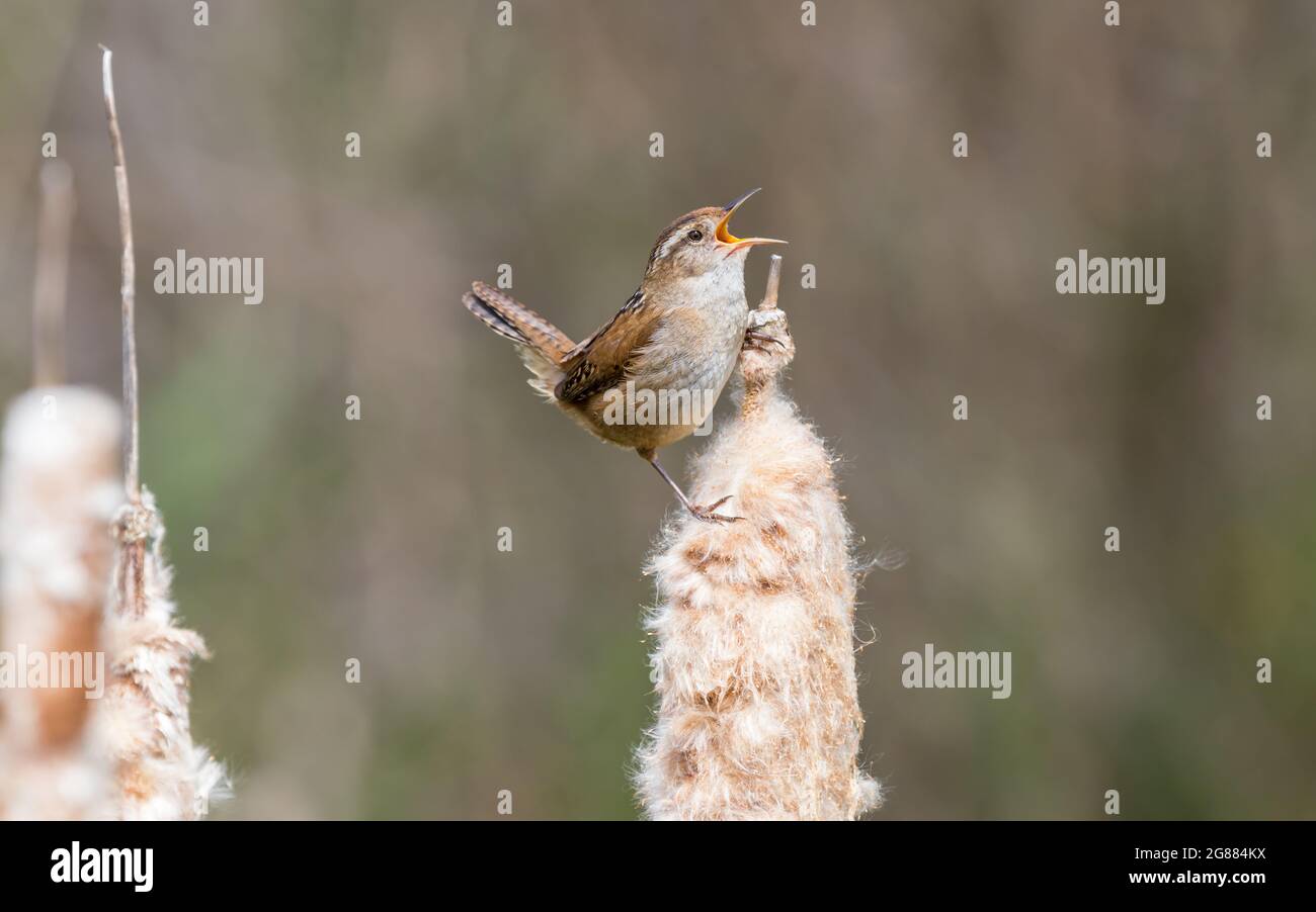 Un wren de marais 'Cistophorus palustris ' chante pour un compagnon de roseaux de queue de chat dans un marais. Banque D'Images