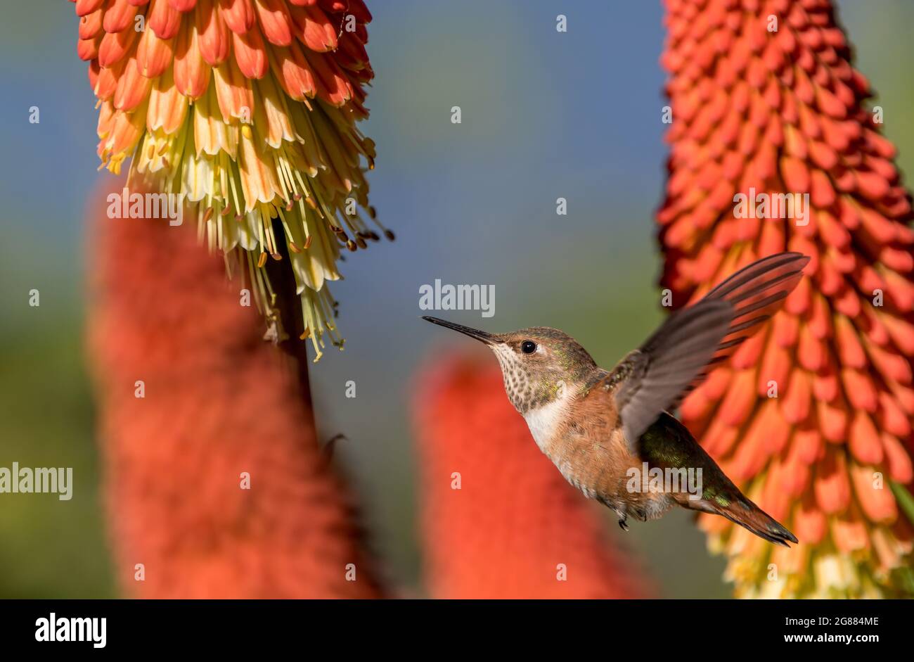 Un colibri d'Anna ' Calypte anna ' sime le nectar d'une torche Lilly plante ' Kniphofia '. Banque D'Images