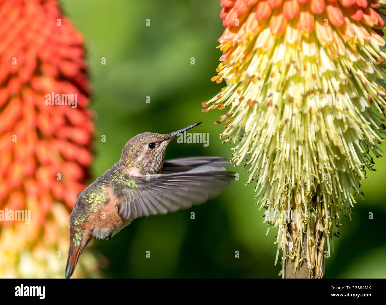 Un colibri d'Anna ' Calypte anna ' sime le nectar d'une torche Lilly plante ' Kniphofia '. Banque D'Images