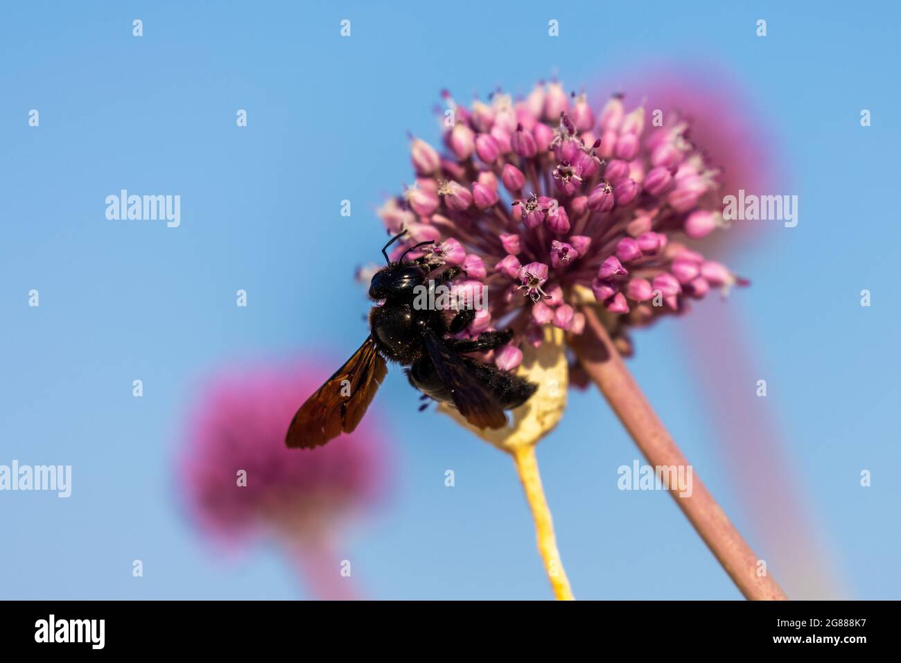 Xylocopa violacea, l'abeille de carpentier violet sur l'oignon Banque D'Images