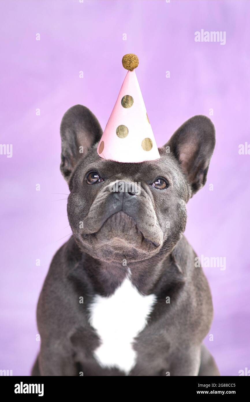Chien Bulldog français noir portant un chapeau de fête d'anniversaire sur fond violet Banque D'Images Chien Bulldog français noir portant un chapeau de fête d'anniversaire sur fond violet Banque D'Images
