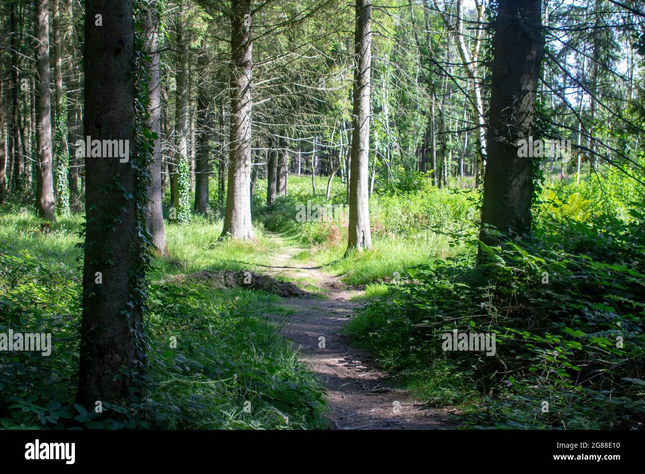 Un chemin étroit où la lumière du soleil s'attaque au sol de la forêt au bord du bois de Cairn à Ballysallagh sur la route Craigantlet dans le comté en bas de Northe Banque D'Images