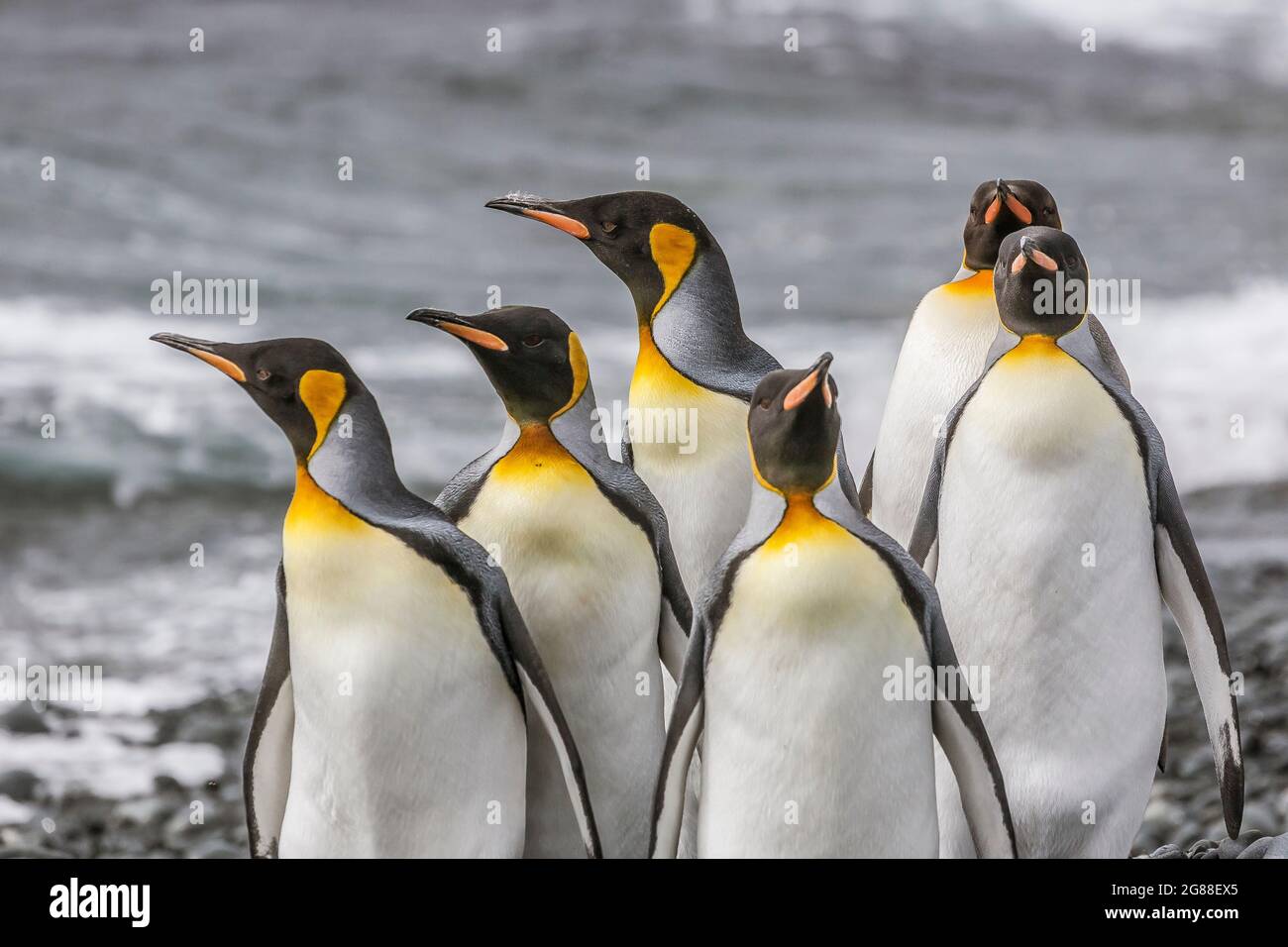 Penguins du roi (Aptenodytes patagonicus), île Macquarie. Banque D'Images