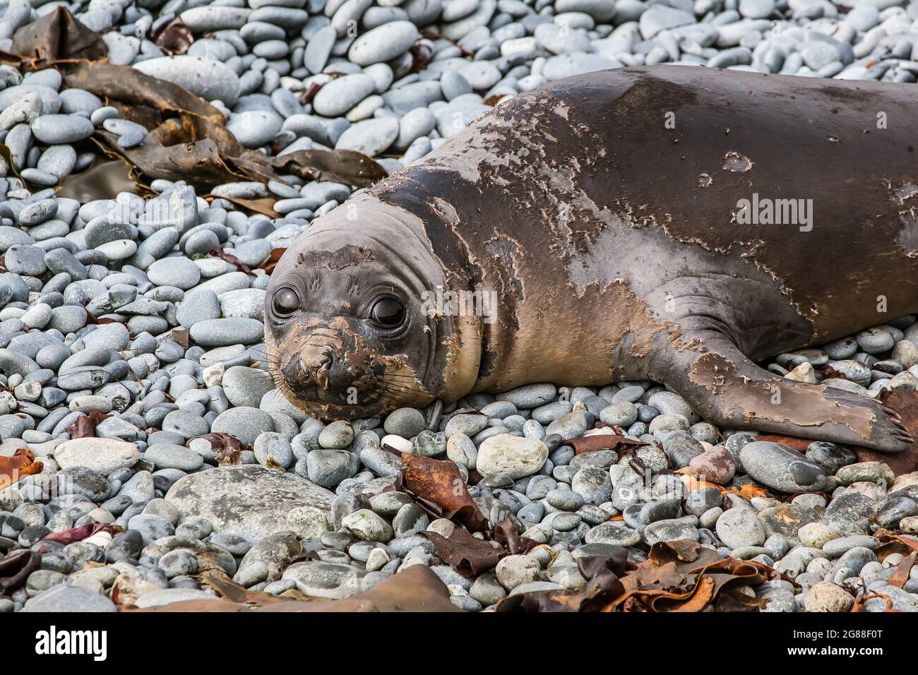 Un très jeune phoque à éléphant du sud (Mirounga leonine) qui laisse la peau sur une plage de gravier de l'île Macquarie. Banque D'Images