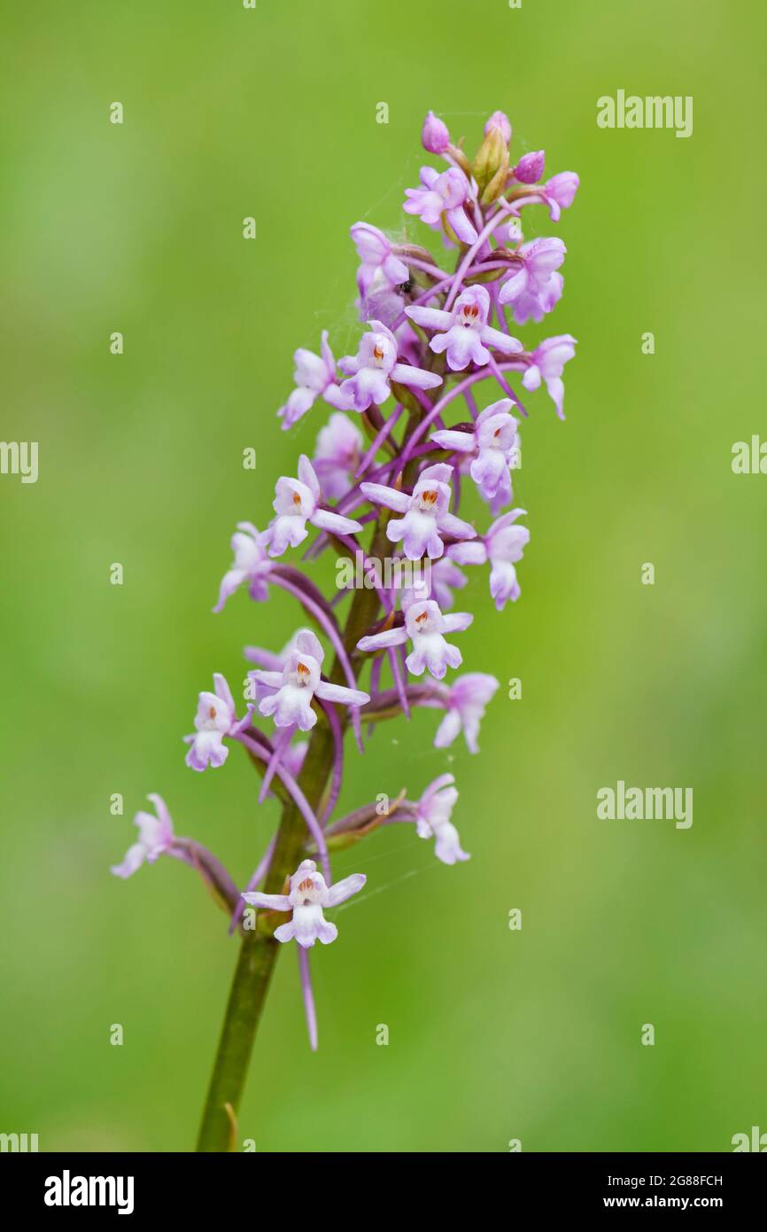 Orchidée-parfumée de marais - Gymnadenia densiflora, belle plante à fleurs de couleur provenant de prés et de marais européens, Carpates blanches, République tchèque. Banque D'Images