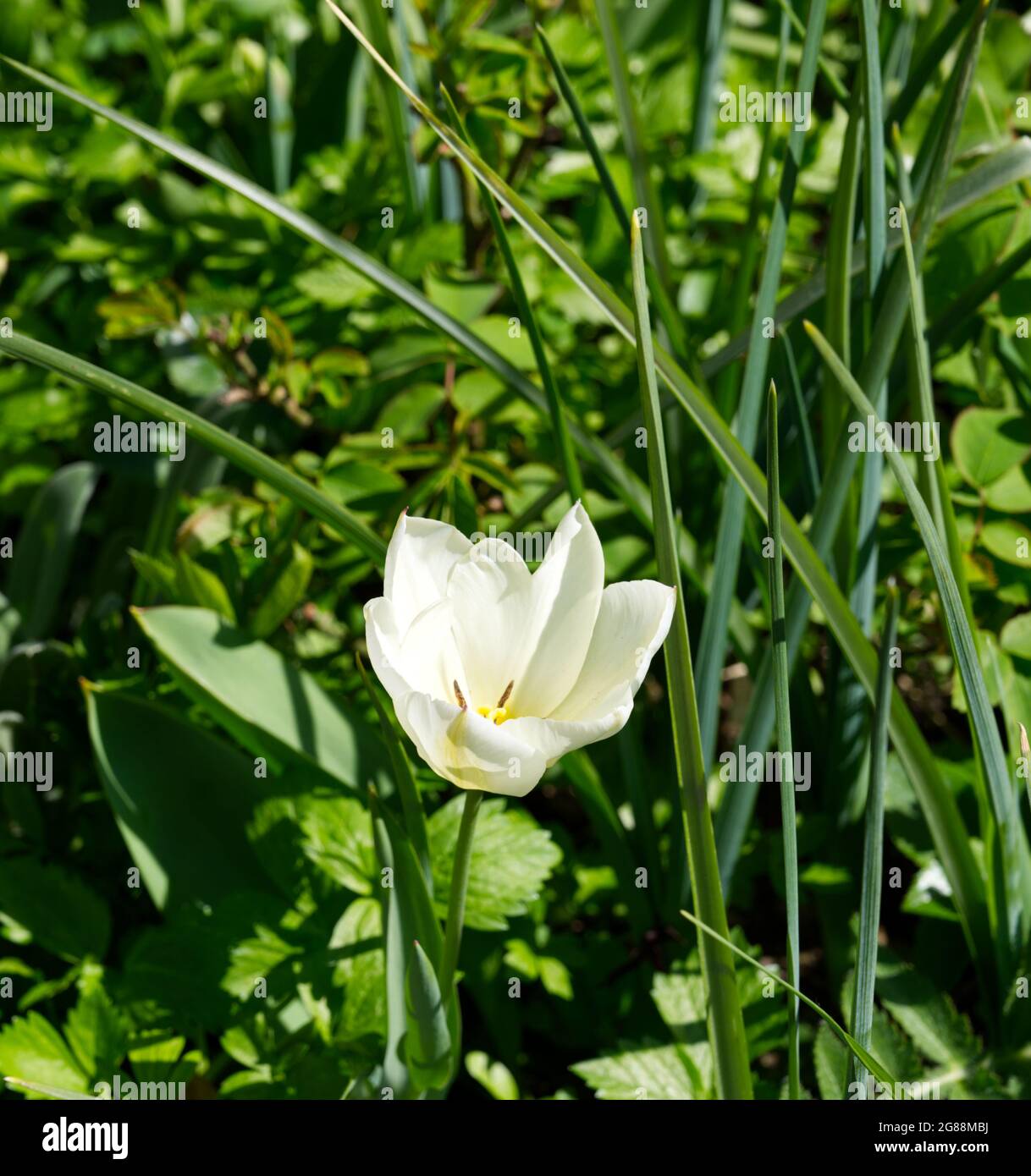 Fleur unique de l'empereur blanc tulipe dans le jardin de printemps avril Royaume-Uni Banque D'Images