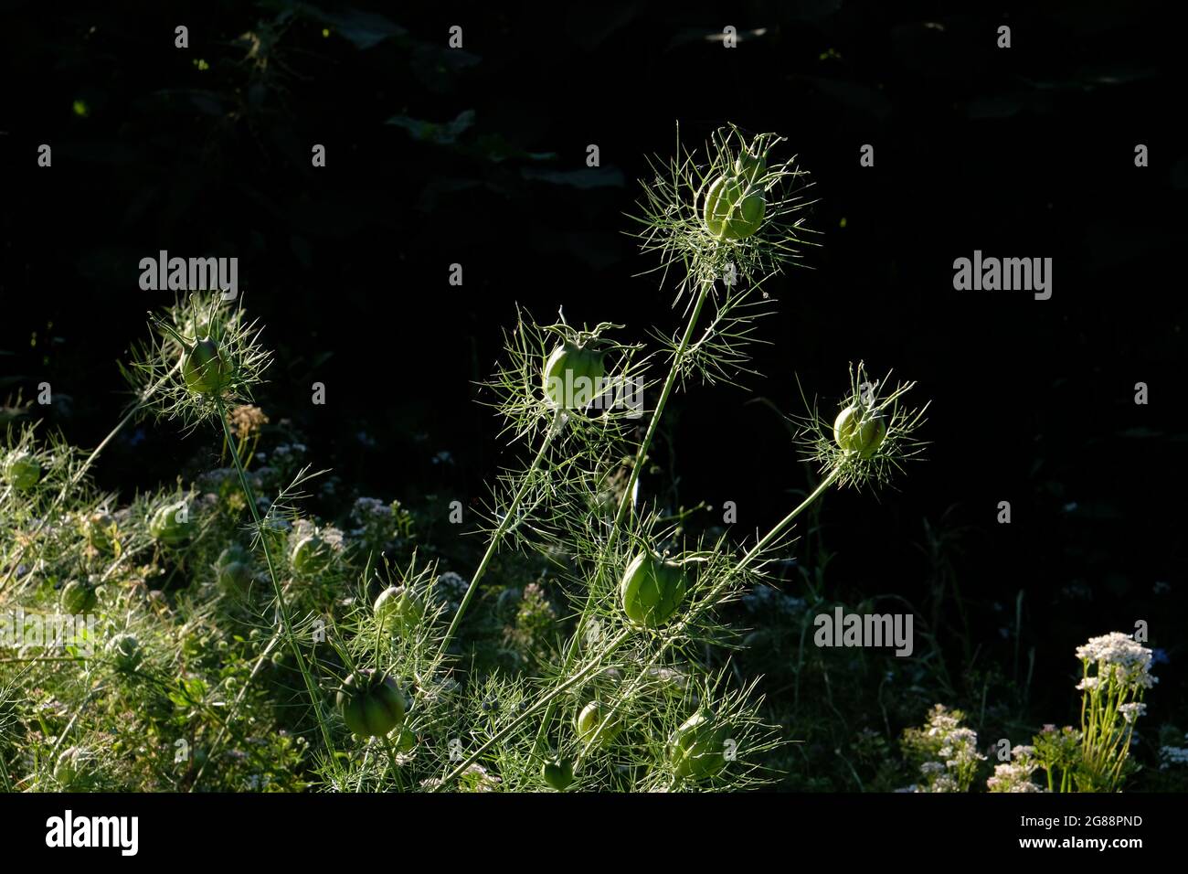 Graines-têtes d'amour-dans-un-brouillard - Nigella damascena - sur un fond noir Banque D'Images