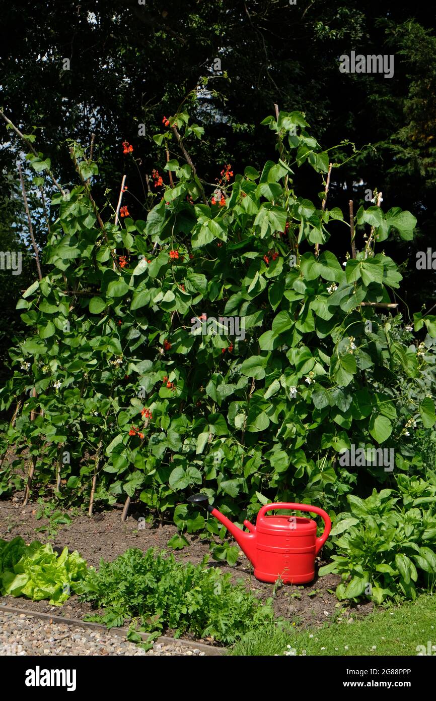 Les grains de chemin de fleurs poussent dans un petit jardin de légumes. Un arrosoir rouge est sur le sol entre les épinards et une rangée de laitue Banque D'Images