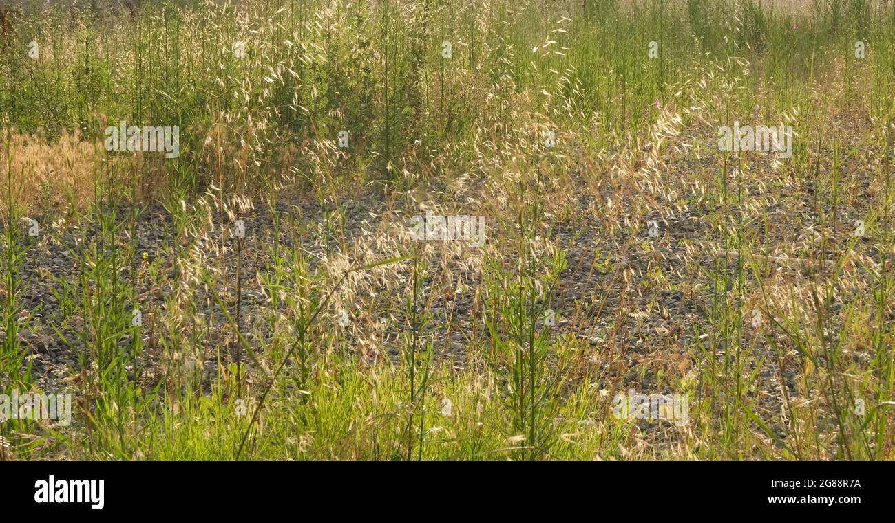 arrière-plan à texture florale. vue de face Banque D'Images