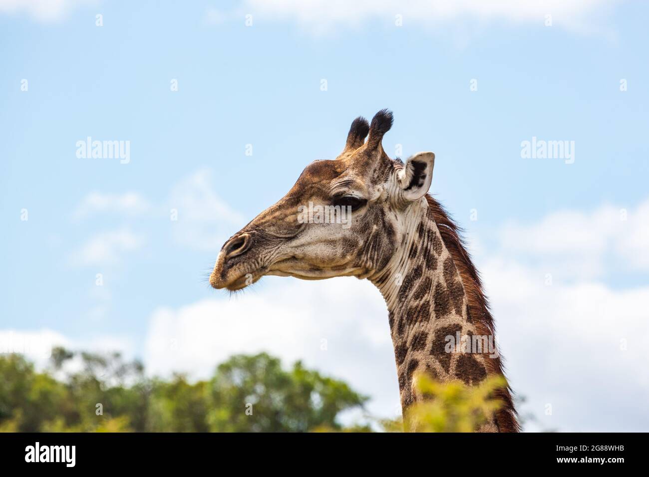 Portrait en gros plan d'une girafe féminine, Ithala Game Reserve, KwaZulu-Natal, Afrique du Sud Banque D'Images