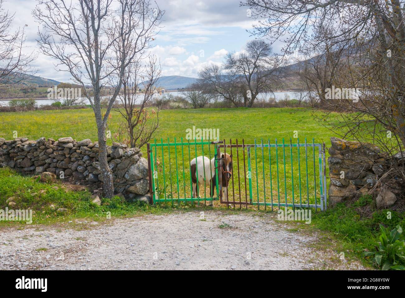 Poney dans un champ, près de la porte. Lozoya, province de Madrid, Espagne. Banque D'Images