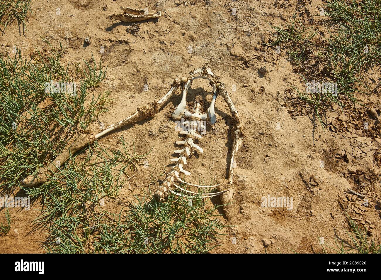 Os animaux. Le paysage de la steppe Kalmyk, Elista, Russie Banque D'Images