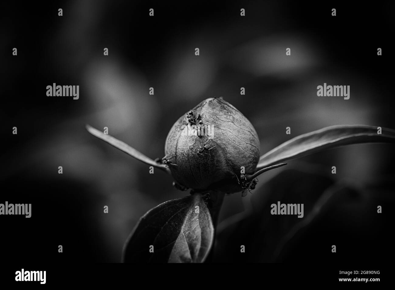 bourgeon frais non ouvert de fleur de pivoine de printemps. Trois feuilles sous la fleur. Beaucoup de petits fourmis rampant. Version noir et blanc des détails du jardin. Monochrome Banque D'Images