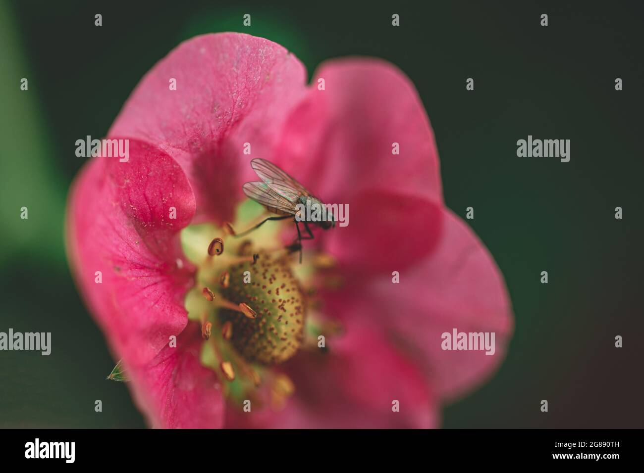 mouche commune assise sur une petite fleur rouge dans le jardin de printemps. Arrière-plan vert naturel flou Banque D'Images