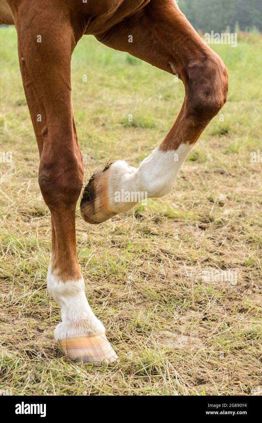 Sabots et pattes d'un cheval domestique brun (Equus ferus cabalus) sur un pâturage à la campagne, en piquant ou en pliant un genou Banque D'Images