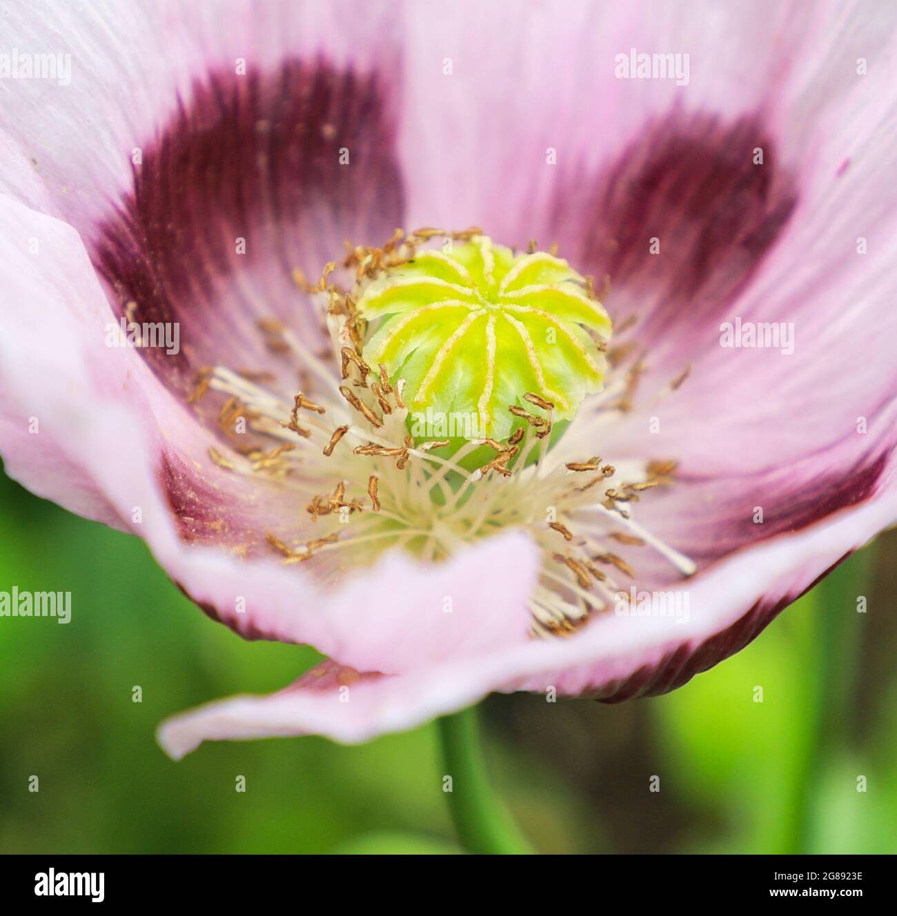 Gros plan d'une tête de fleur de paver Poppy montrant le pistil, les étamines, les anthères et les pétales, Angleterre, Royaume-Uni Banque D'Images