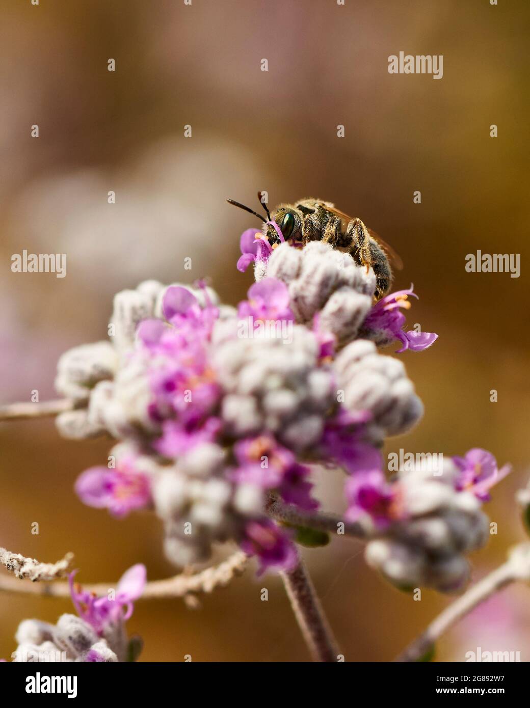 Gros plan d'une abeille dorée (Halictus subaratus) sur des fleurs de germander de felty (Teucrium capitatum) dans le Parc naturel de ses Salines (Formentera, Espagne) Banque D'Images