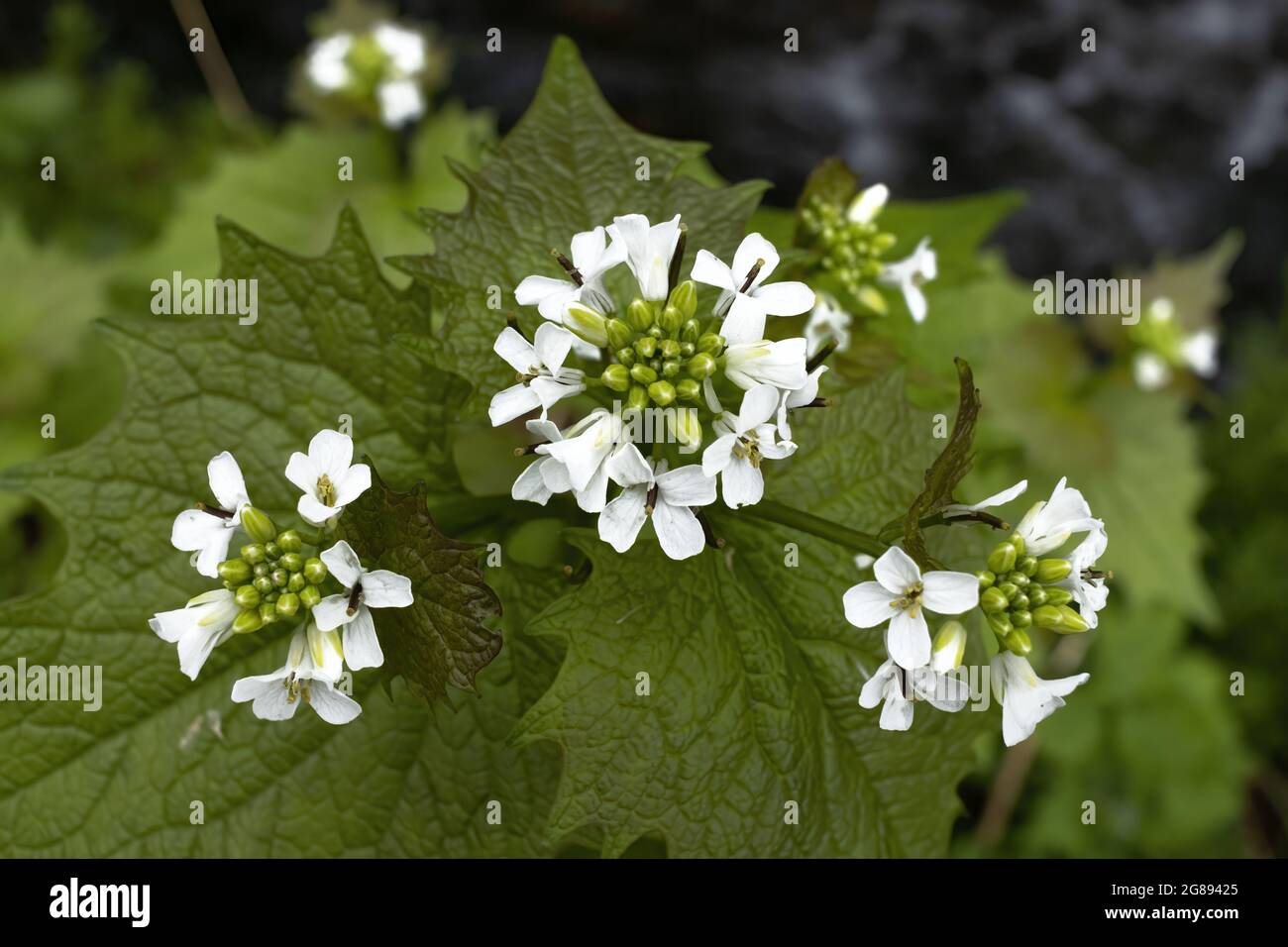 Fleurs de moutarde à l'ail, nom scientifique alliaria petiolata dans leur environnement naturel avec beau flou Banque D'Images