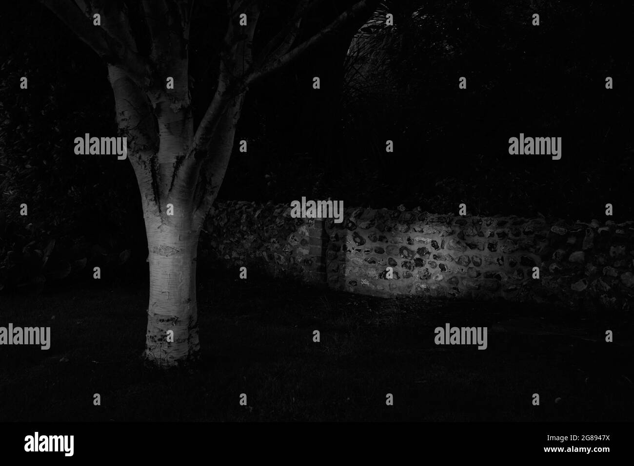 Image en noir et blanc d'un mur de jardin et d'un tronc d'arbre. Banque D'Images