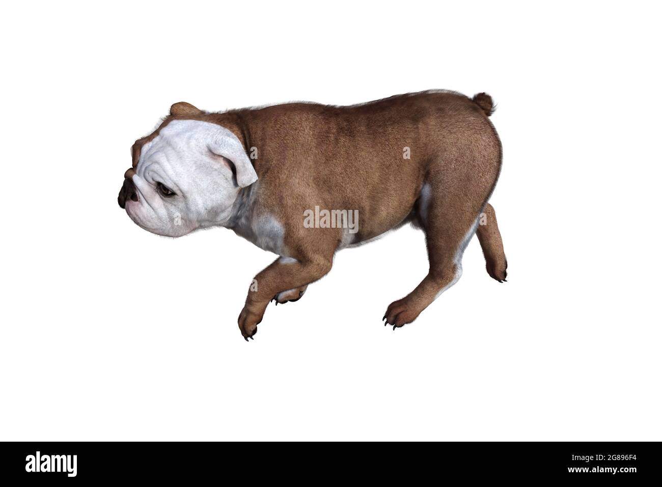 Baxter le Bulldog anglais pose pour vos scènes. Image spécialement conçue  pour le collage, isolée sur fond blanc. illustration 3d. rendu 3d Photo  Stock - Alamy