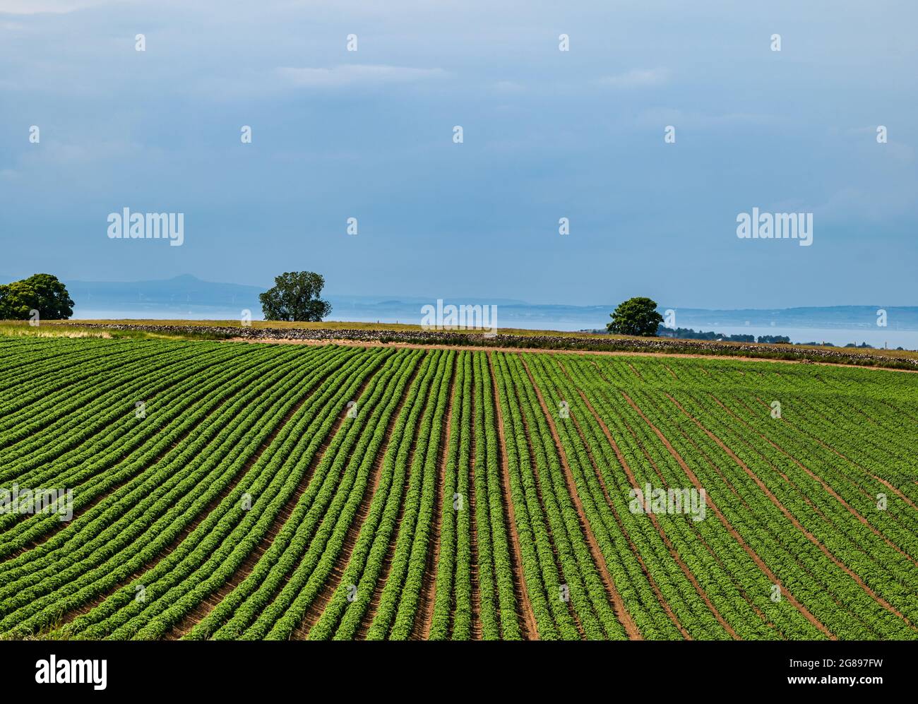 Rangées de plants de pommes de terre poussant dans le champ de culture au soleil, East Lothian, Écosse, Royaume-Uni Banque D'Images