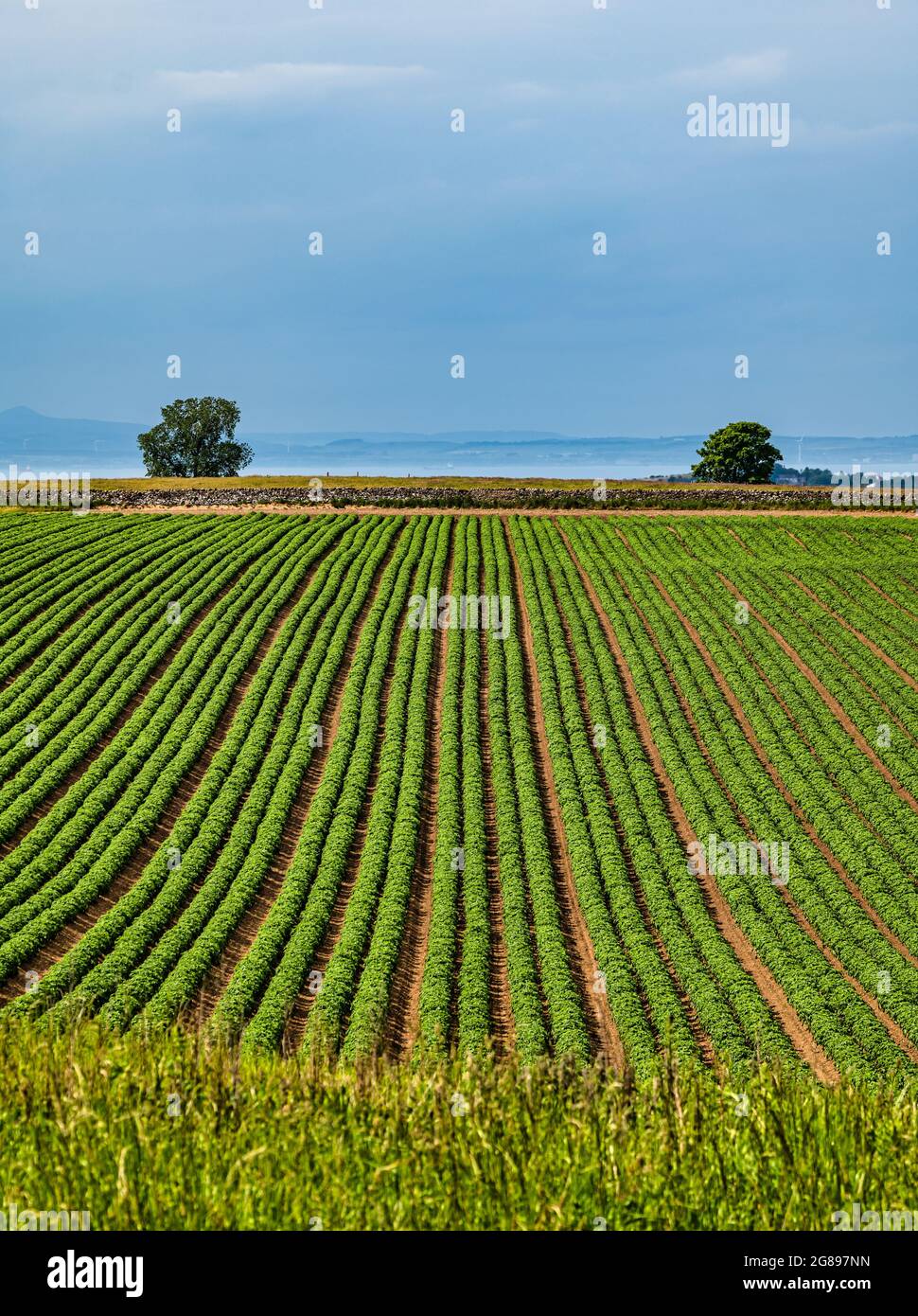 Rangées de plants de pommes de terre poussant dans le champ de culture au soleil, East Lothian, Écosse, Royaume-Uni Banque D'Images