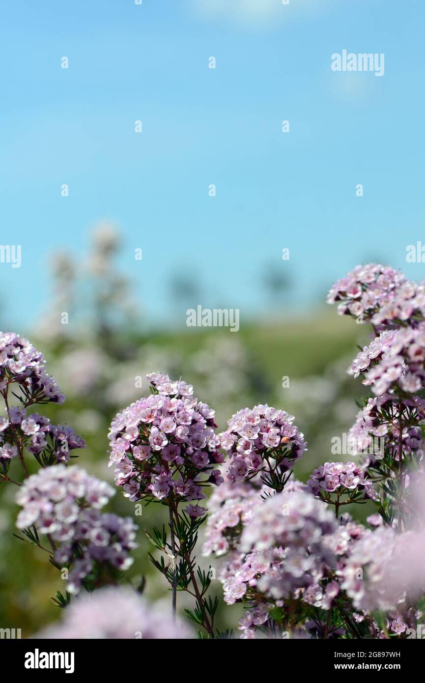 Fleurs roses d'une fleur de chamelaucium australienne et d'un hybride de fleurs de plumes Verticordia Paddys Pink, famille des Myrtaceae. Tolérant au gel et à la sécheresse Banque D'Images