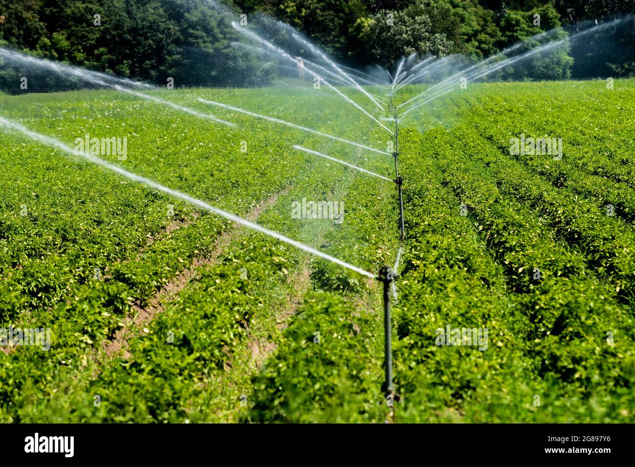 Irrigation artificielle d'UN champ de légumes avec des arroseurs d'eau Banque D'Images