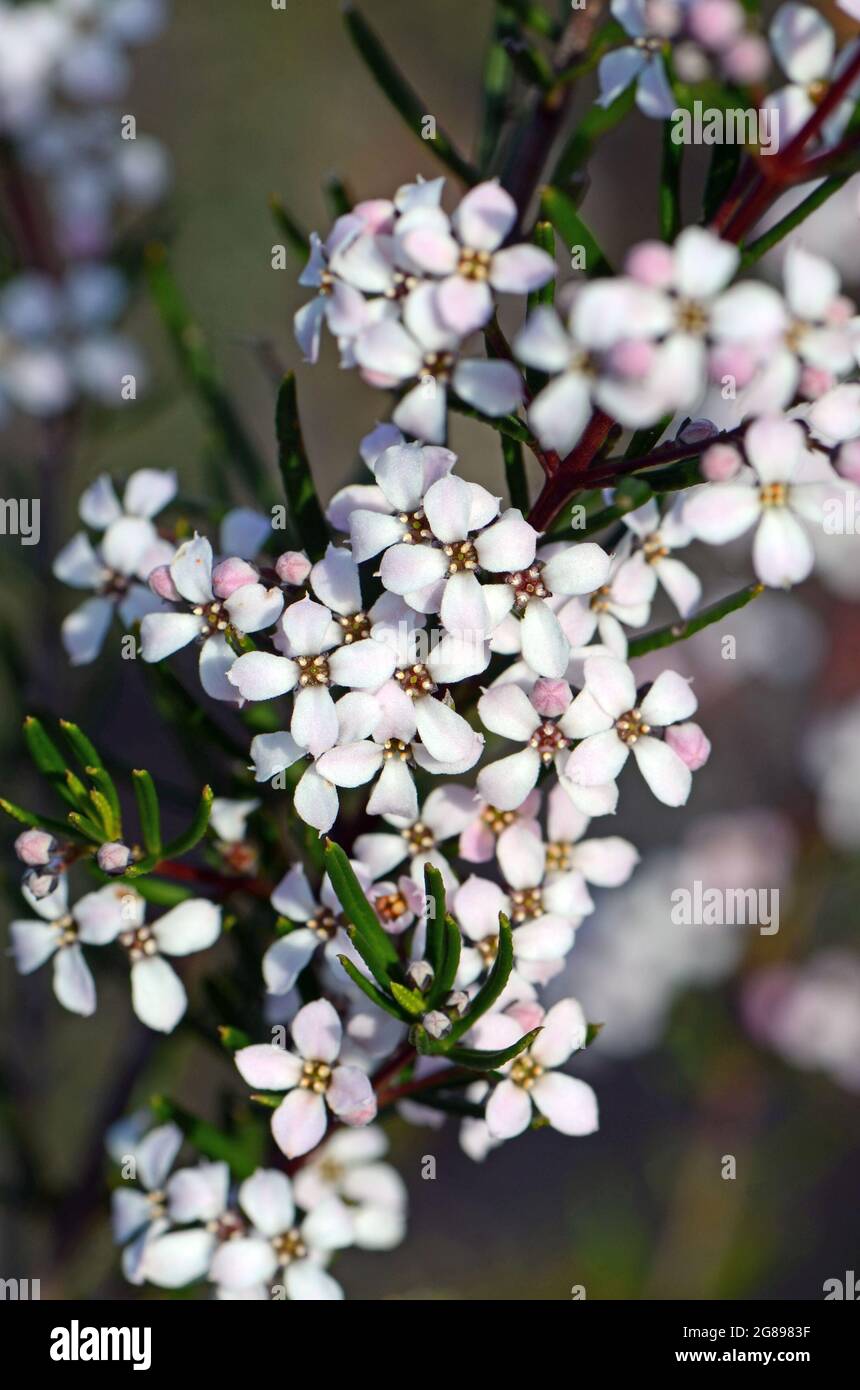 Délicates fleurs blanches de la Zieria laevigata, la famille des Rutaceae d'origine australienne, qui poussent dans les bois de Sydney, en Nouvelle-Galles du Sud, en Australie Banque D'Images