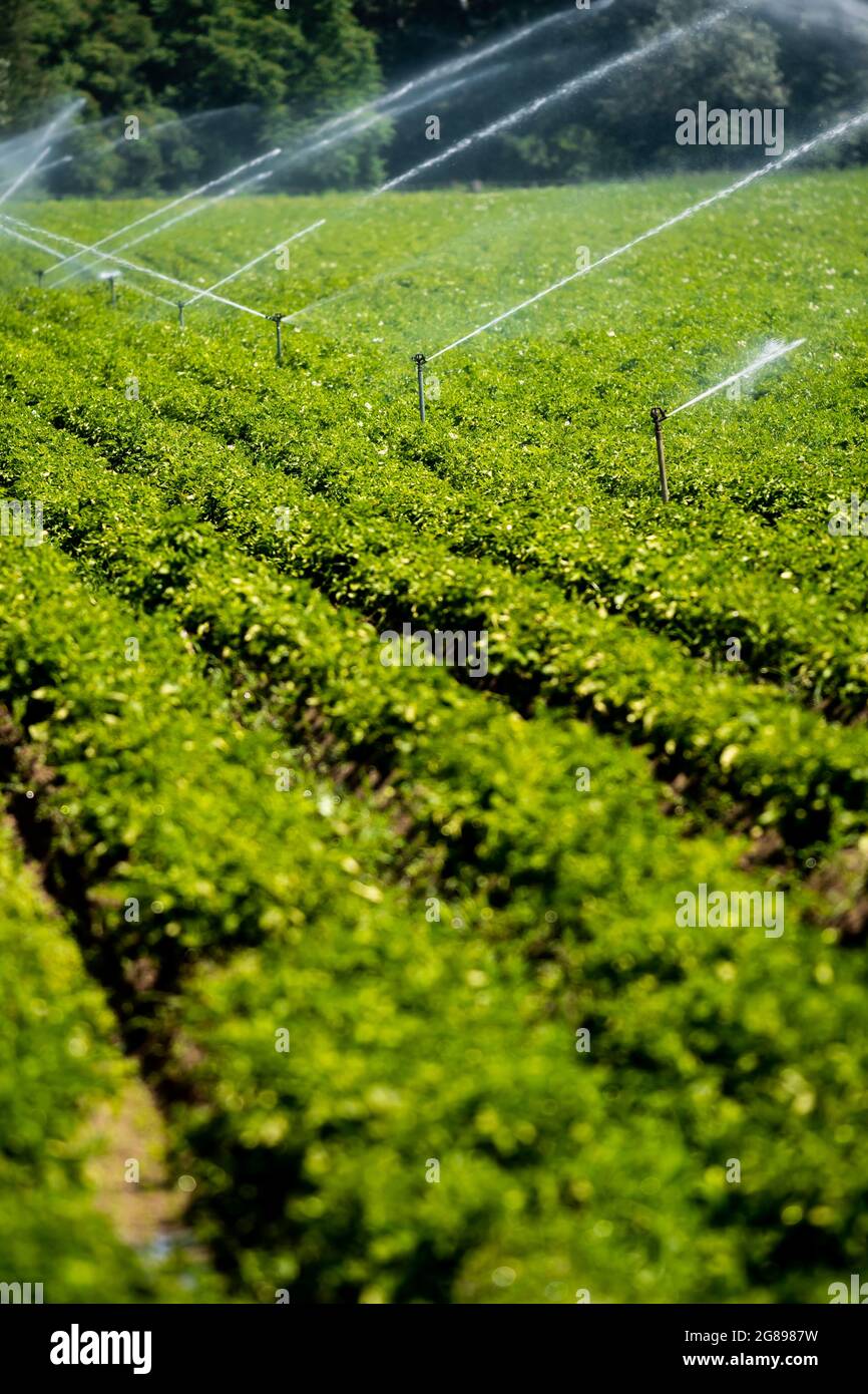 Irrigation artificielle d'UN champ de légumes avec des arroseurs d'eau Banque D'Images