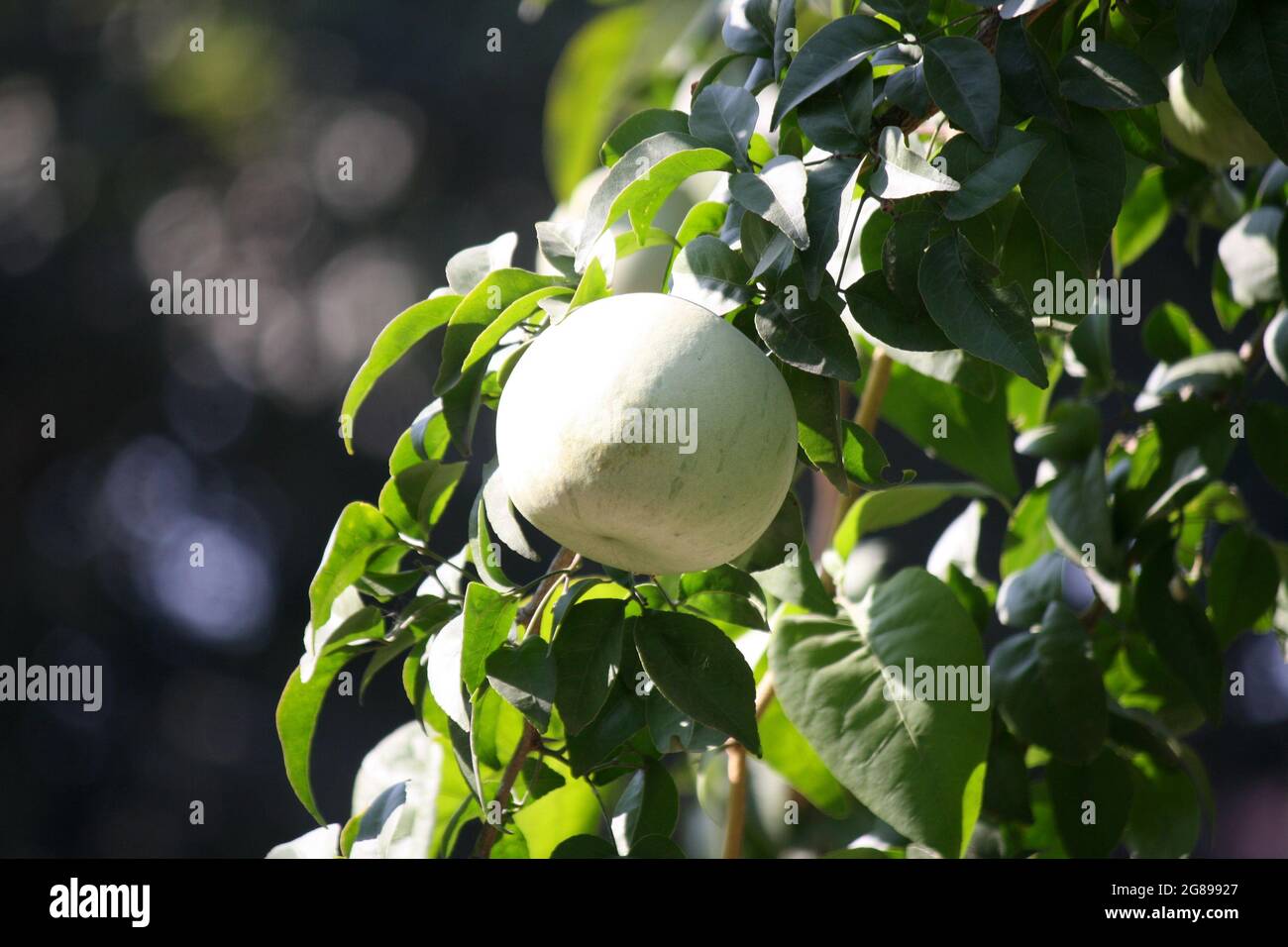 Fruits non mûrs de pomme de pierre ou de Bael indien (Aegle marmelos) Banque D'Images