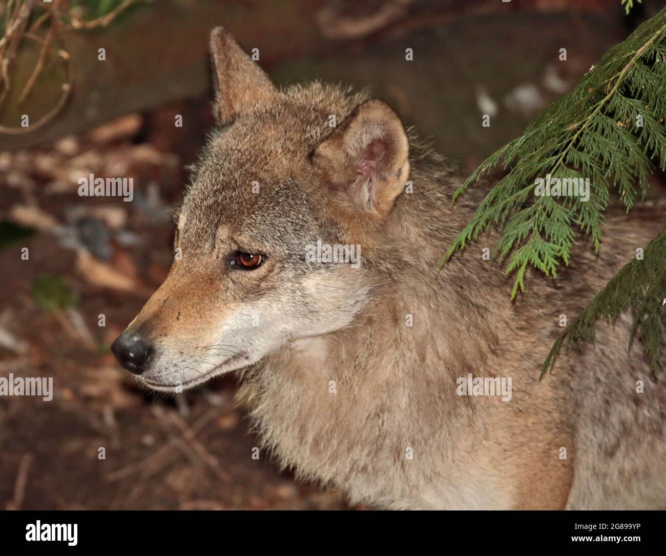 Loup eurasien (canis lupus lupus) Banque D'Images