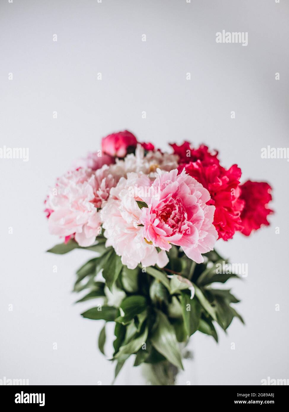 Fleurs de pivoine dans un vase sur fond blanc Banque D'Images