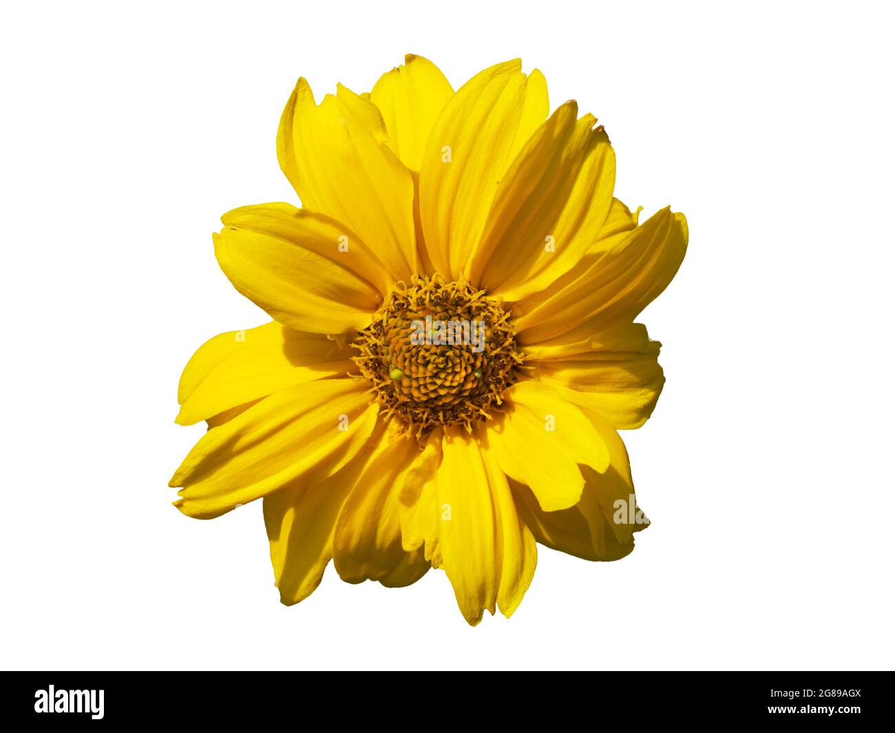 Une seule fleur de montagne arnica, gros plan. Arnica est également connue sous le nom de tabac de montagne, le fléau du léopard et le wolfsbane. Isolé sur le backgro blanc Banque D'Images