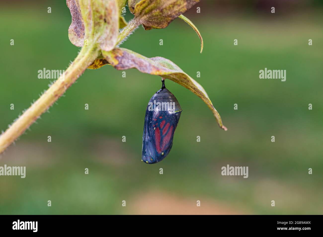 Monarque papillon chrysalide pendre de feuille de plante. Concept de la conservation des papillons, du cycle de vie, de la préservation de l'habitat et du jardin floral de l'arrière-cour Banque D'Images