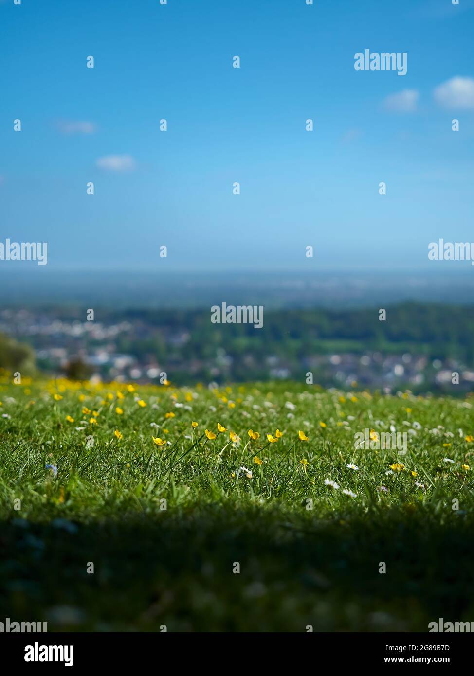 Les Buttercups et les pâquerettes tournent la tête vers le soleil et un ciel estival sur le front de Colley Hill, avec des villes de Surrey déconcentrées dans la vallée ci-dessous. Banque D'Images