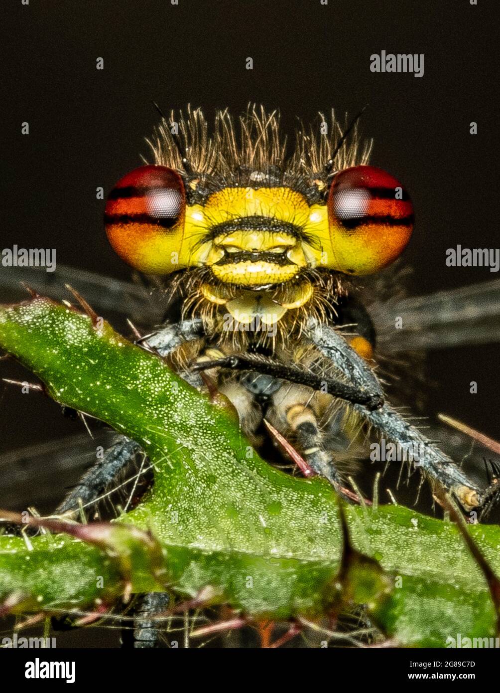 Yeux damselfly. Gros plan. Banque D'Images