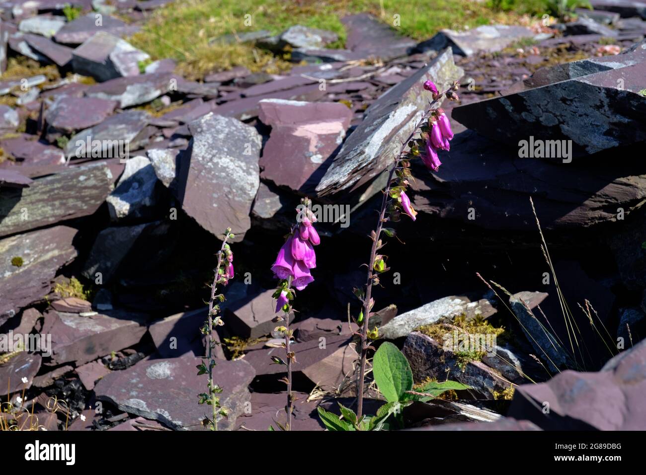 Randonnée en haut de Moel Eilio à Snowdonia, Nord, pays de Galles, Grande-Bretagne Banque D'Images