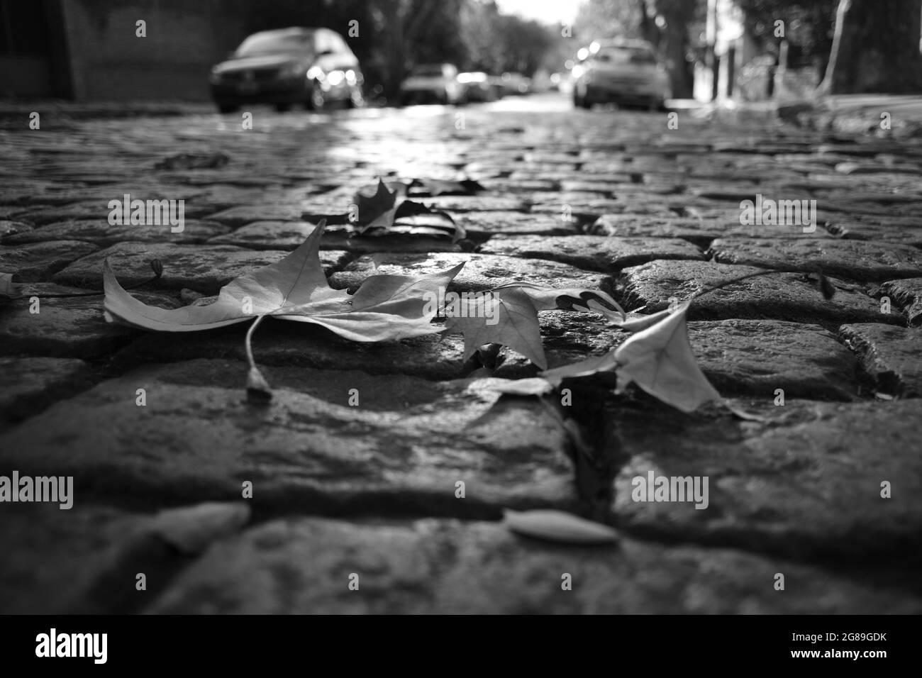 Premiers signes de l'automne dans la ville de Buenos Aires, chutes de feuilles, monochrome, look vintage Banque D'Images