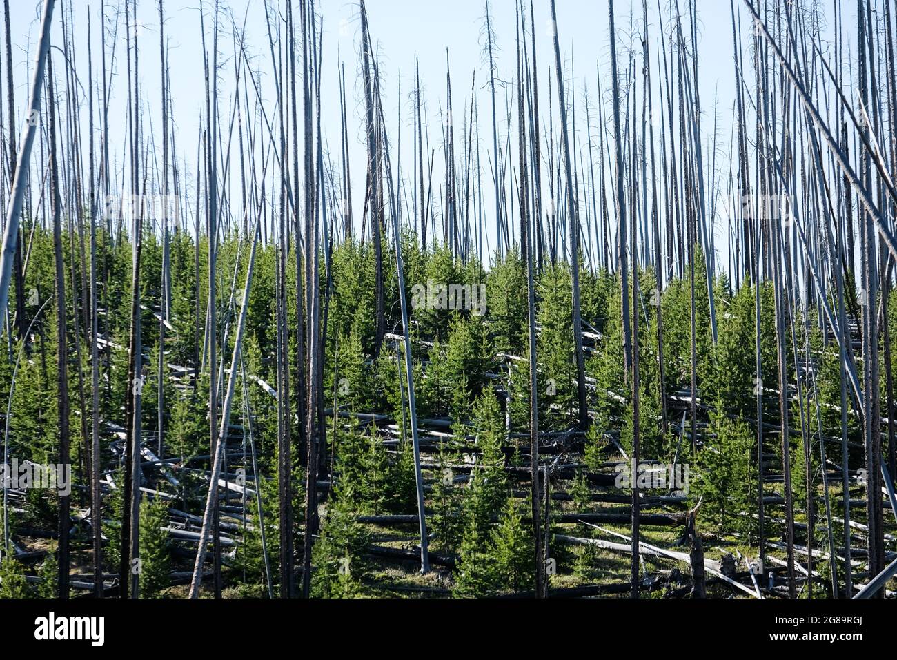 Reboisement par les pins de lodgepole après les feux de forêt dans le parc national de Yellowstone, Wyoming, Etats-Unis. Banque D'Images